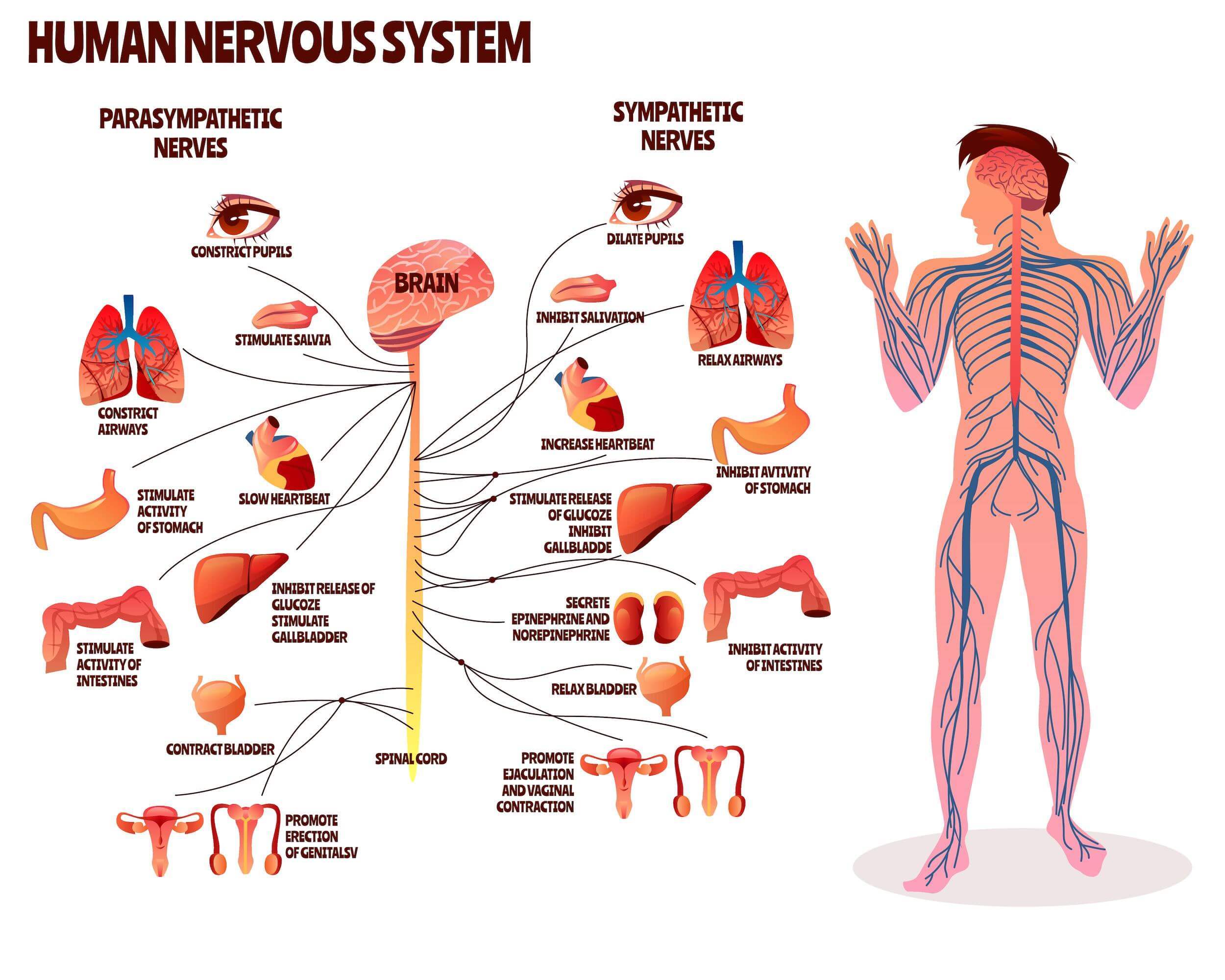 illustration showing the many areas that the nervous system affects the rest of the body