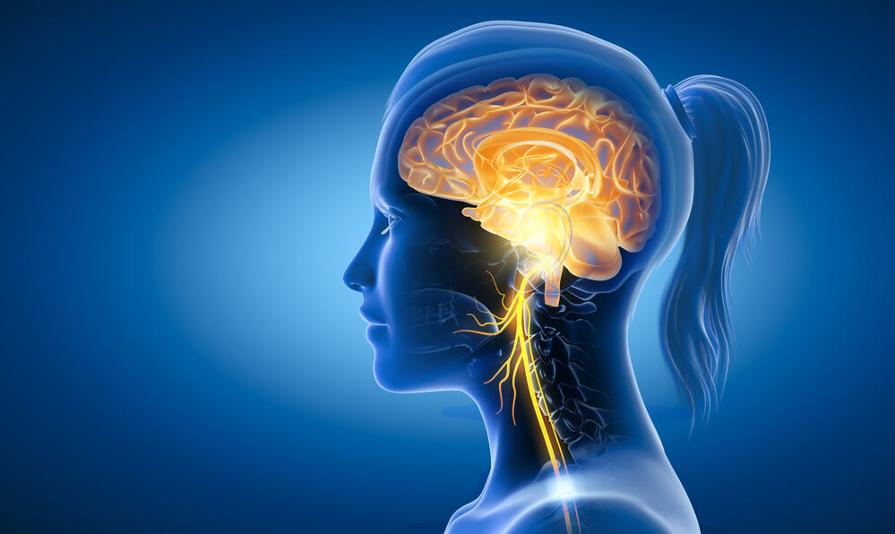vector image of a female head showing how neurons are firing down the spine from the brain indicating being present and alive