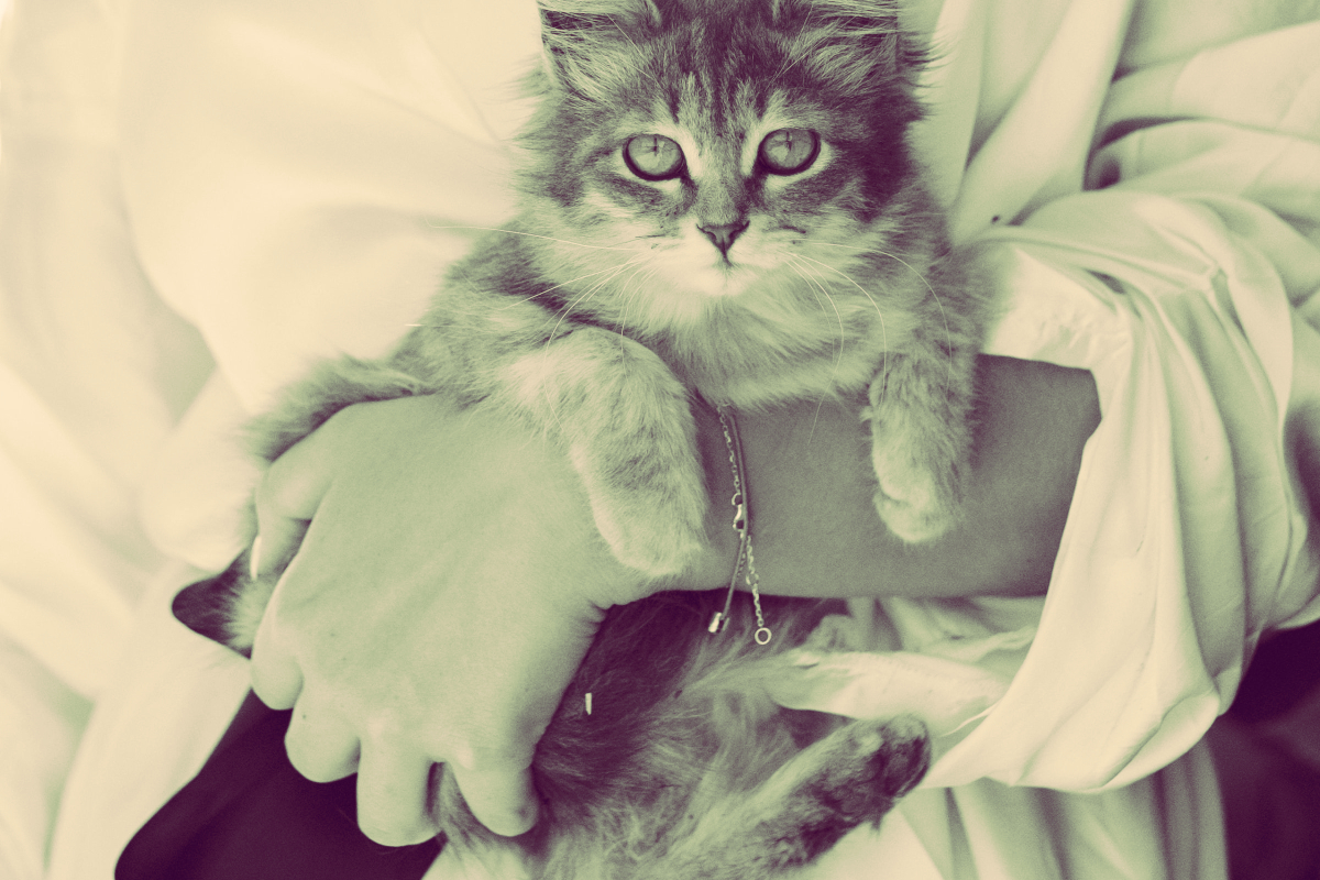 cat in the arms of a female