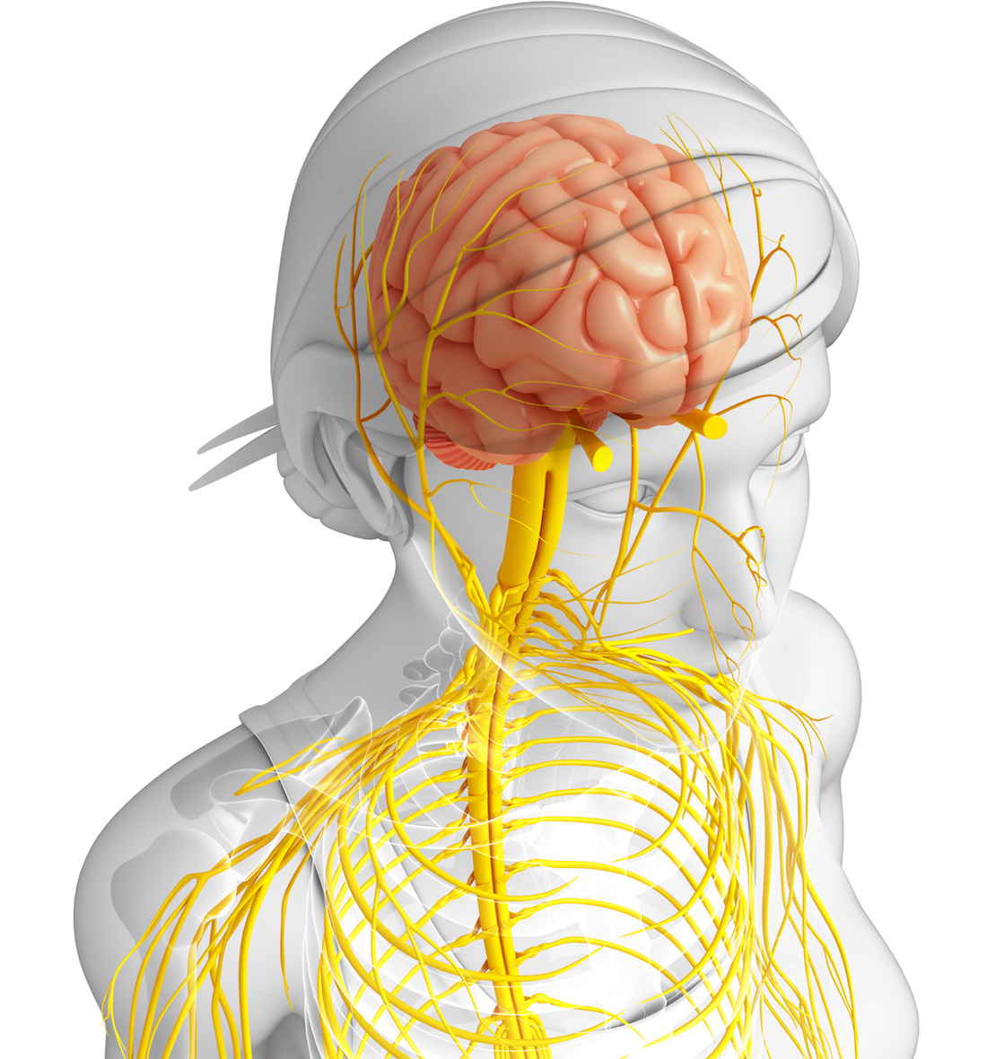 a female body showing an inside view of the nervous system and brain emphasizing the getting rid of anxiety is about changing the autonomic nervous system