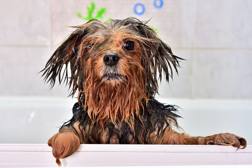 wet dog with forlorn looks suggesting he can't handle stuff anymore