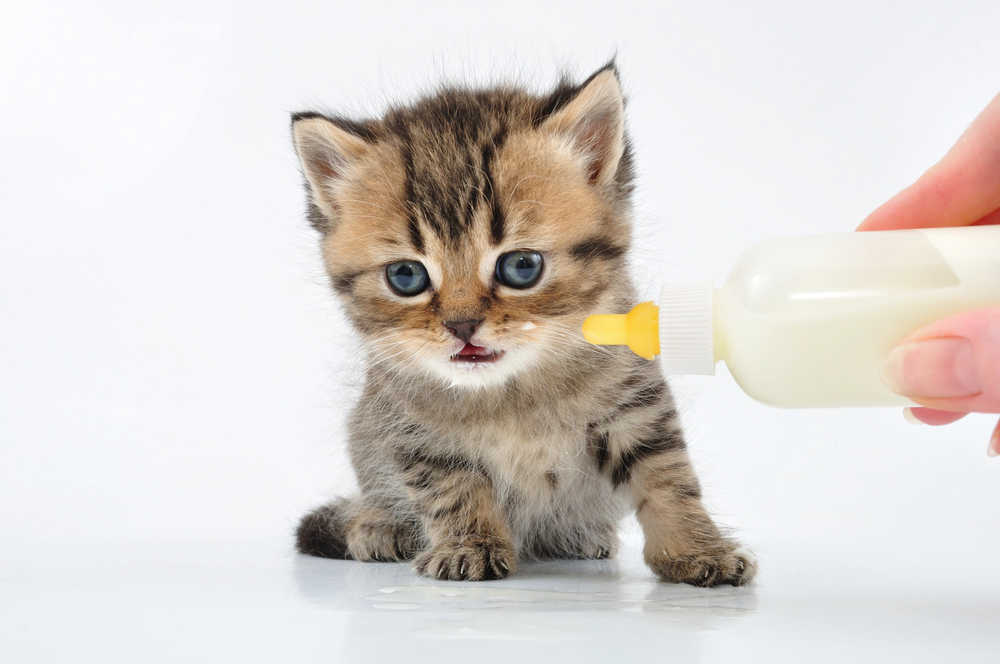 baby kitten being tempted with a bottle