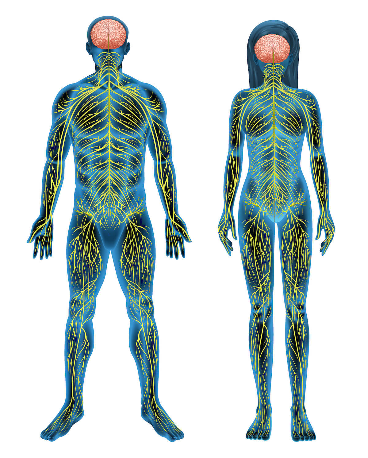 artist rendition of male and female nervous system