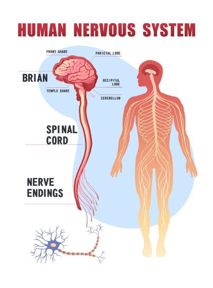 How to stop zoning out: look no further than your nervous system