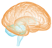 brain showing reptilian mammalian brain