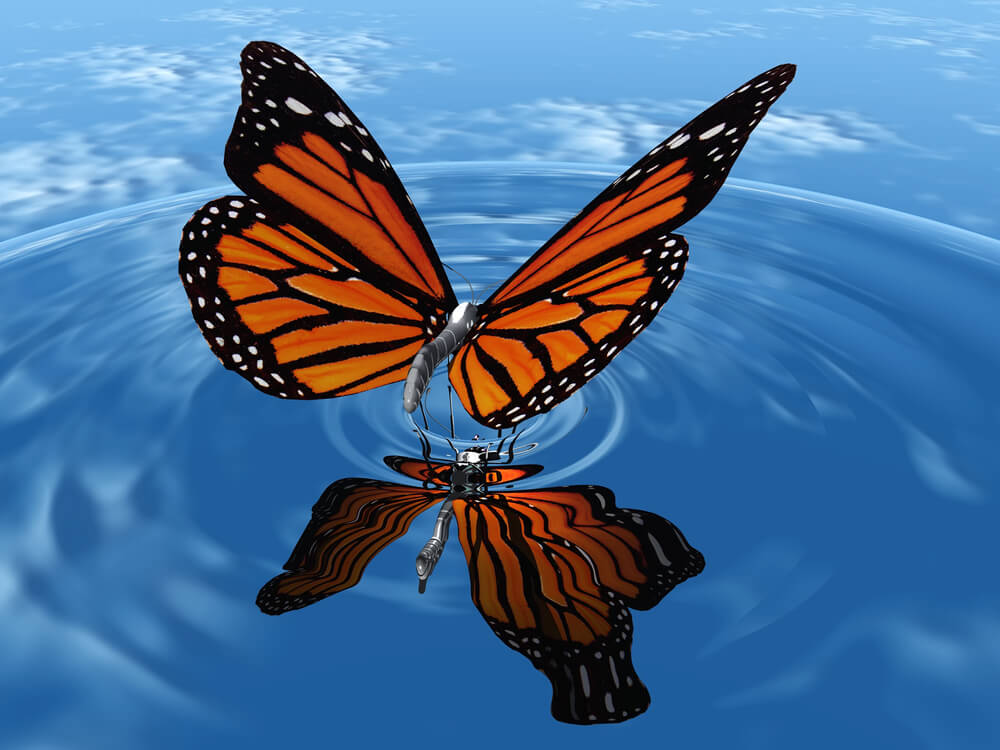 reason for hope in the image of a butterfly known for transformation