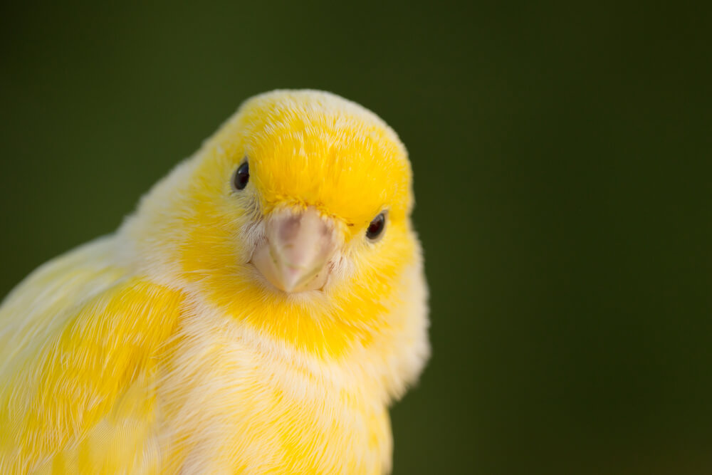 yellow canary looking directly at viewer