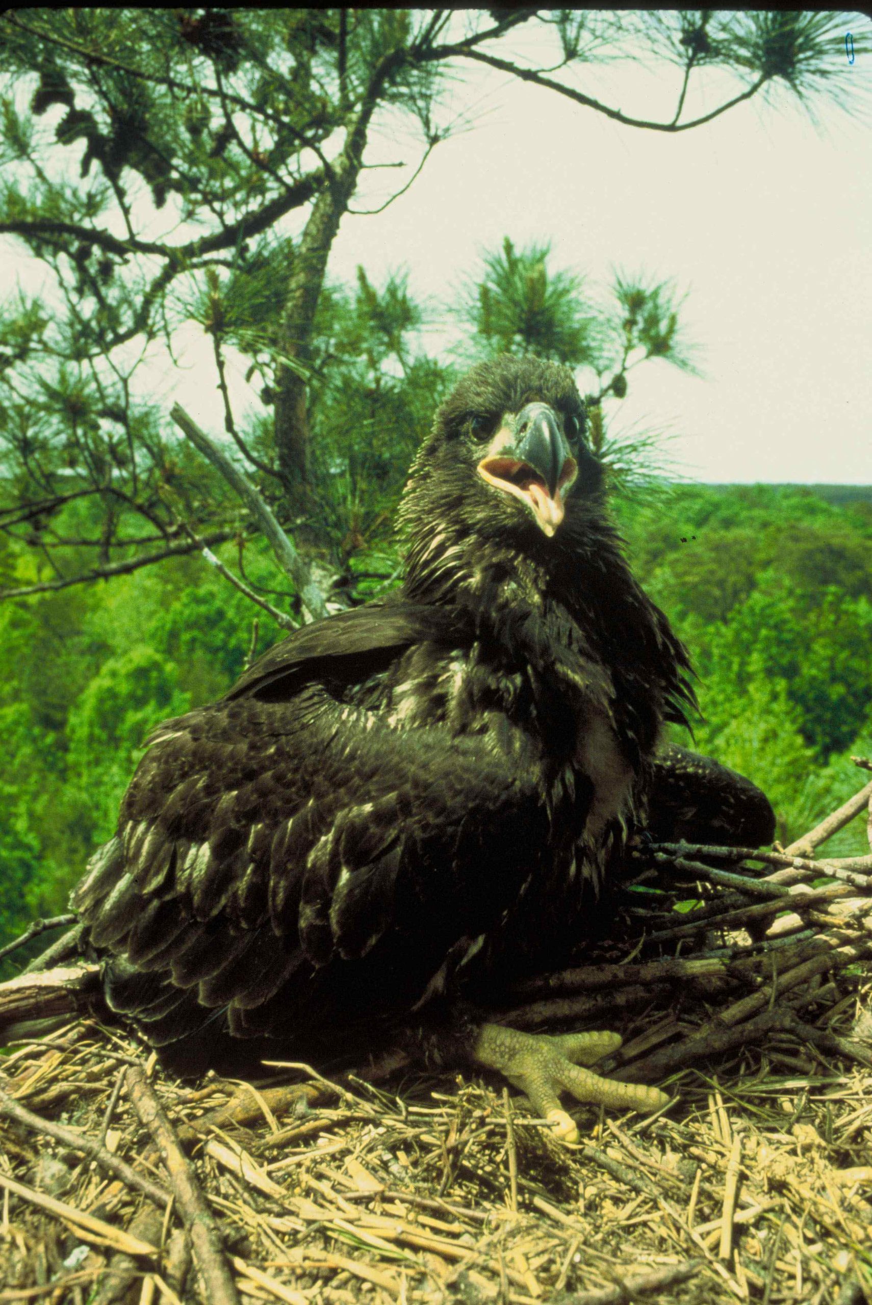 large baby eagle sitting in a nest bleeting